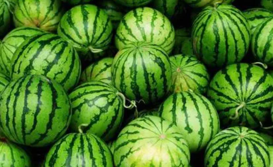 西瓜保鮮冷庫 西瓜保鮮冷庫