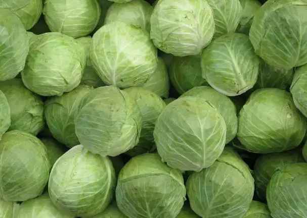 包菜保鮮冷庫 包菜保鮮冷庫