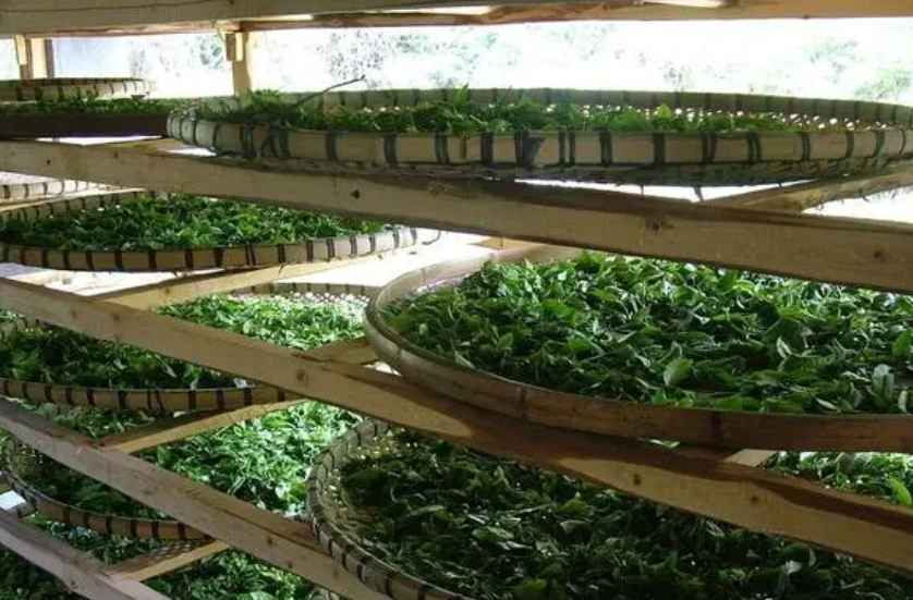 建造茶葉冷庫過程中需要注意哪些事項? 建造茶葉冷庫過程中需要注意哪些事項?