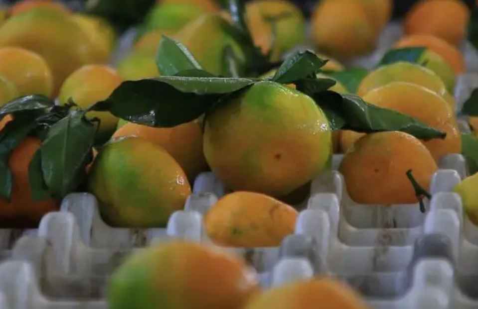 柑橘保鮮庫(kù)貯藏技巧方法 柑橘保鮮庫(kù)貯藏技巧方法