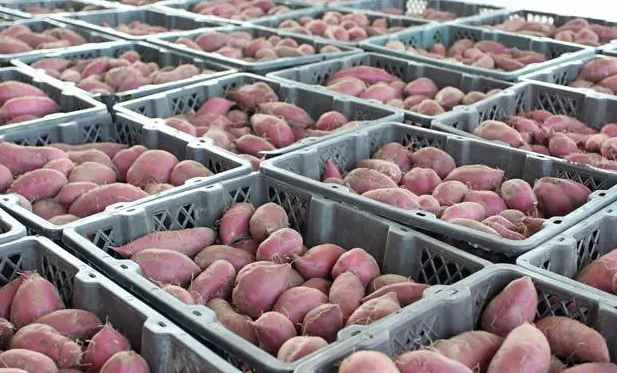 保鮮冷庫儲存大批量紅薯儲存技術(shù)要求 保鮮冷庫儲存大批量紅薯儲存技術(shù)要求
