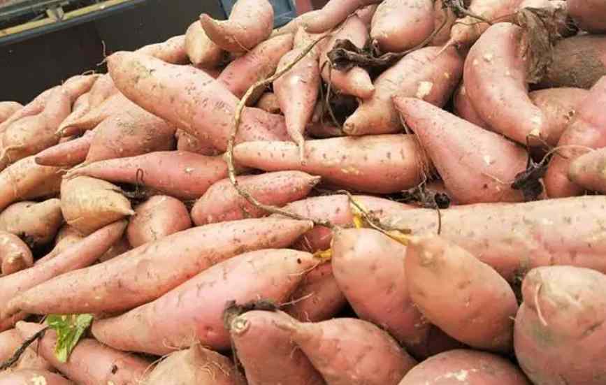 保鮮冷庫儲存大批量紅薯儲存技術(shù)要求 保鮮冷庫儲存大批量紅薯儲存技術(shù)要求