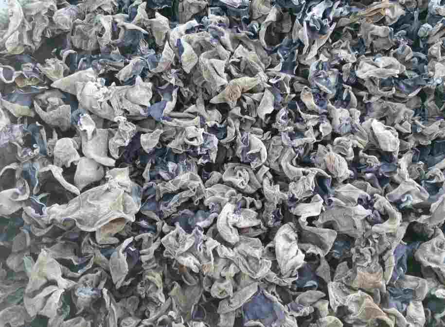 南京木耳保鮮冷庫安裝大概需要多少錢 南京木耳保鮮冷庫安裝大概需要多少錢