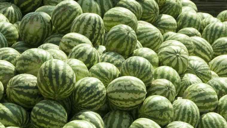 西瓜冷庫存儲時間和溫度 西瓜冷庫存儲時間和溫度