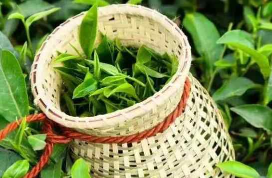 茶葉冷庫存儲溫度是多少度