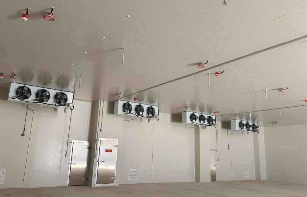 獼猴桃進冷庫前注意事項有哪些