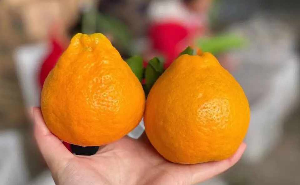 搭建500平方耙耙柑保鮮庫需要多少錢 搭建500平方耙耙柑保鮮庫需要多少錢