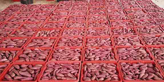 建造地瓜保鮮冷庫需要多少錢 建造地瓜保鮮冷庫需要多少錢