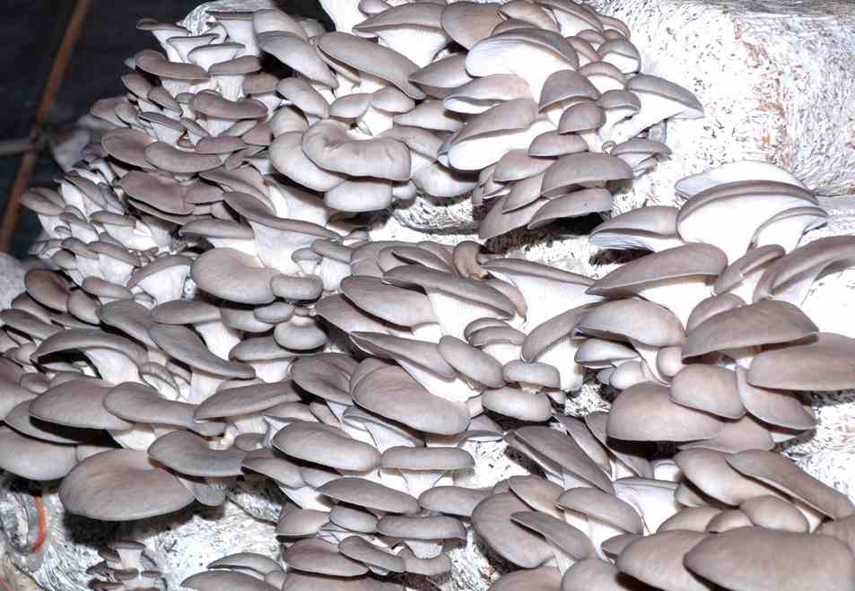 建造100平米蘑菇保鮮冷庫需要多少錢 建造100平米蘑菇保鮮冷庫需要多少錢