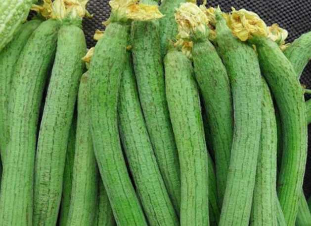 絲瓜放在中冷庫如何防止冷害發生