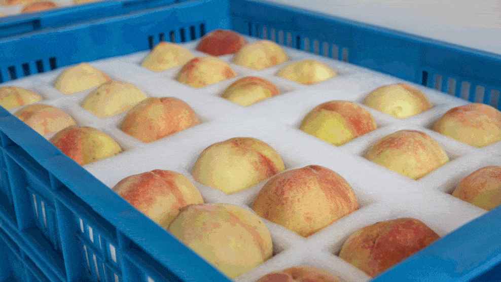 蔬菜水果進保鮮冷庫前咋處理？必知要點全在這！