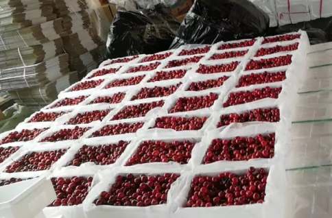 建600平米櫻桃氣調(diào)冷庫(kù)大概多少錢 建600平米櫻桃氣調(diào)冷庫(kù)大概多少錢